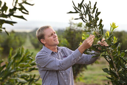 Owner of Plenty Foods, Josh Gadischke, inspetcs a Macadamia crop